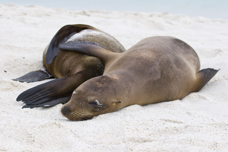 Galápagos Sealions On Beach